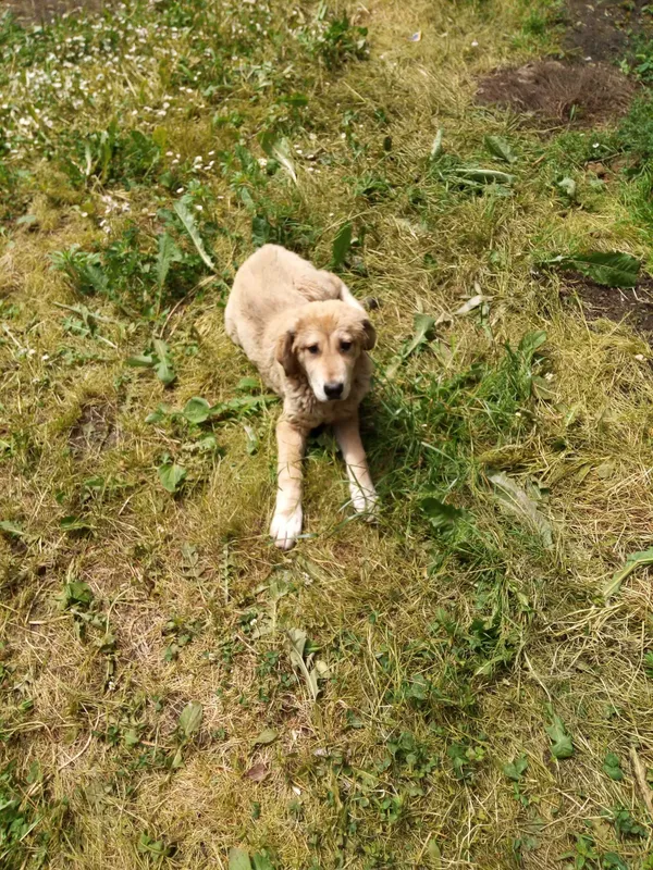 Zaginął pies, Piaski, 26 czerwca 2022 (4/4)