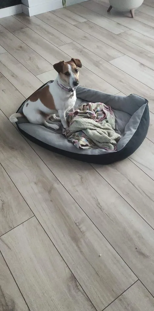 Zaginął pies, Michałów-Parcele, 26 czerwca 2022 (3/3)