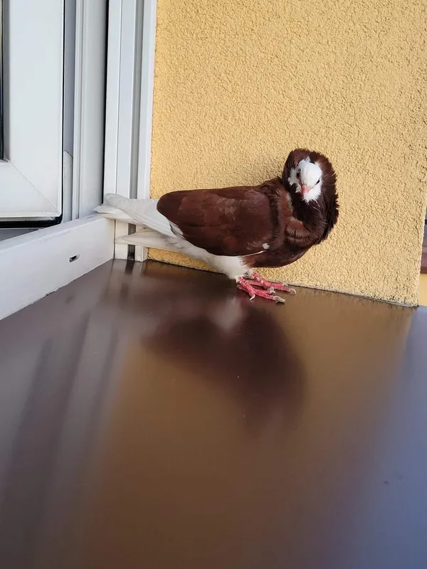 Znaleziono zwierzę, Mosina, 26 czerwca 2022