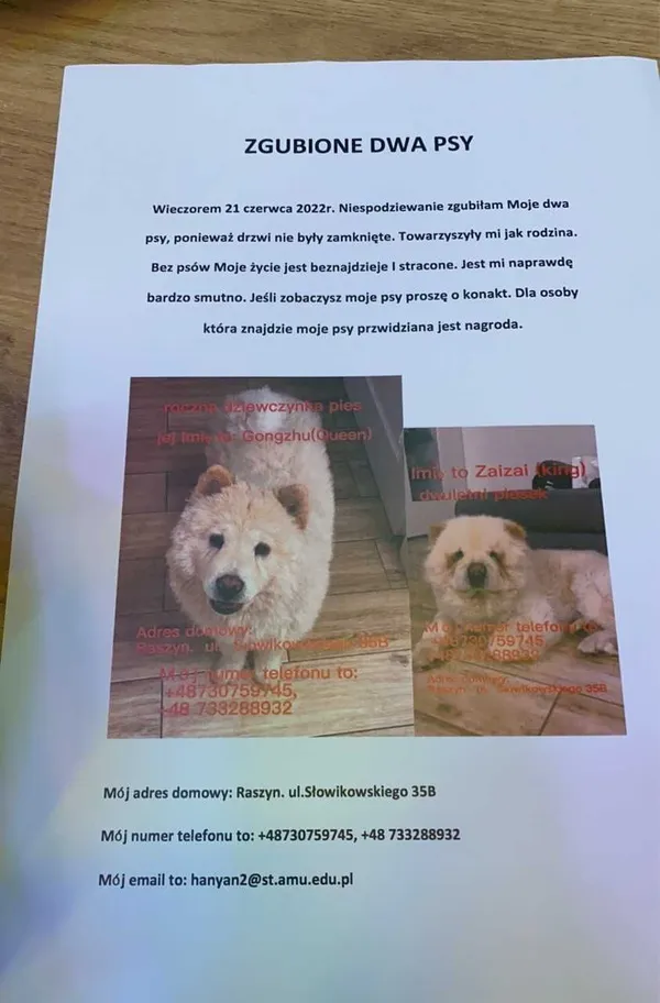 Zaginął pies, Raszyn, 22 czerwca 2022 (1/6)