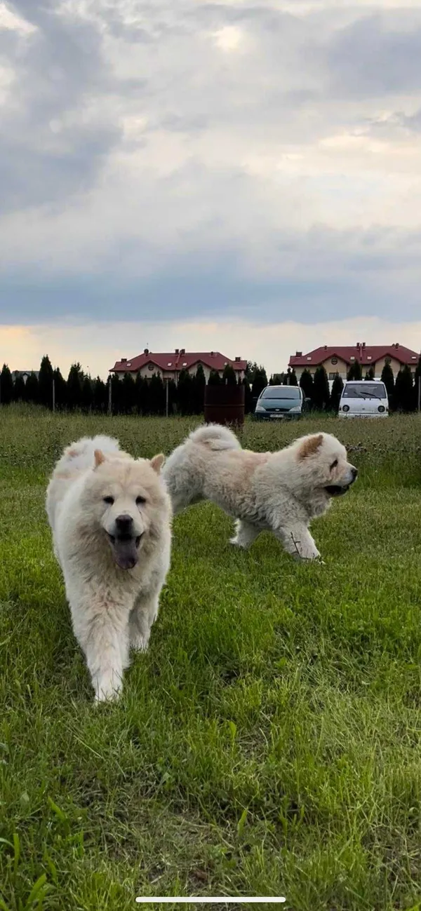 Zaginął pies, Raszyn, 22 czerwca 2022 (2/6)