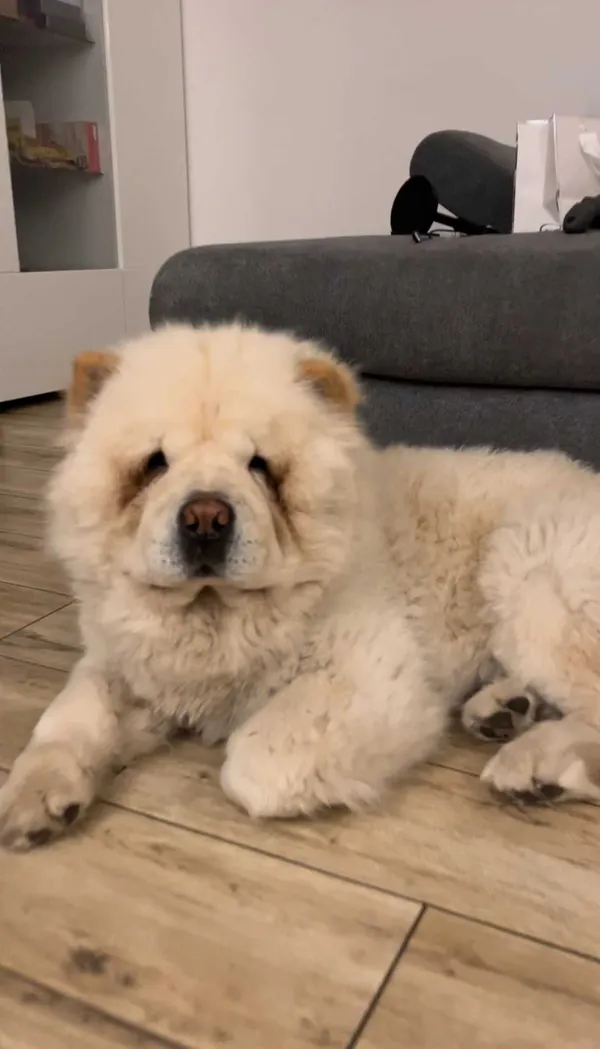 Zaginął pies, Raszyn, 22 czerwca 2022 (3/6)