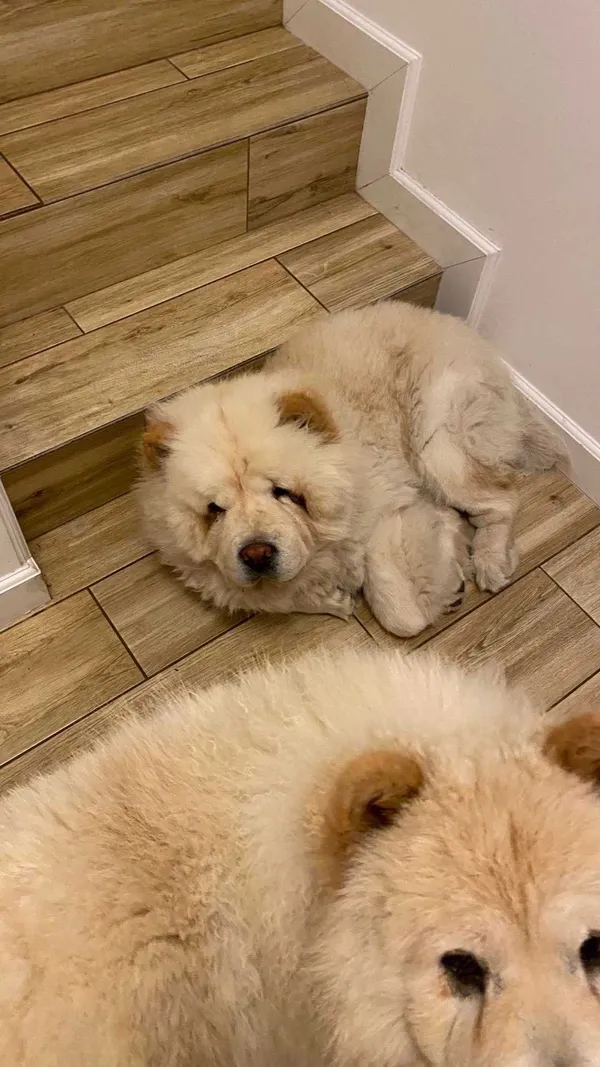 Zaginął pies, Raszyn, 22 czerwca 2022 (5/6)