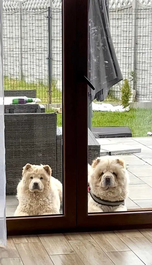 Zaginął pies, Raszyn, 22 czerwca 2022 (6/6)