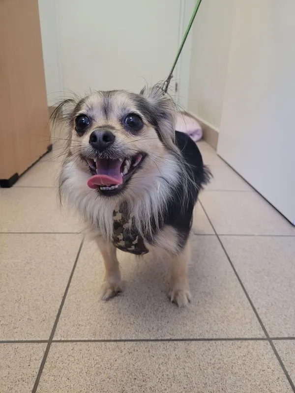 Znaleziono psa, Gdynia, 26 czerwca 2022