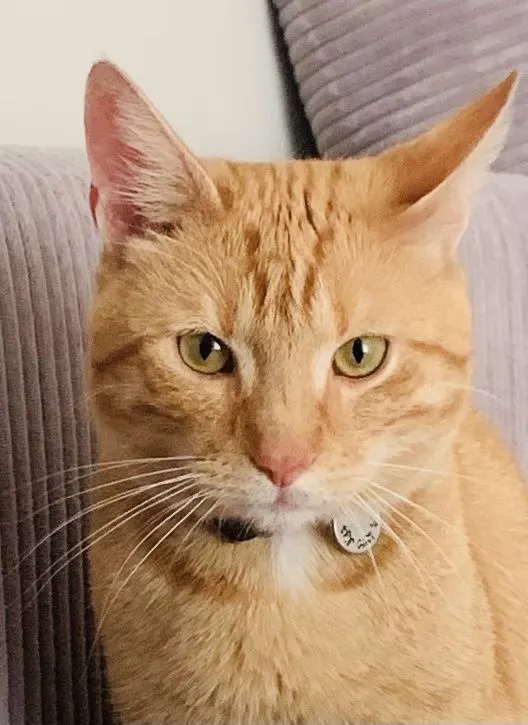 Znaleziono kota, Gdańsk, 25 czerwca 2022 (1/4)