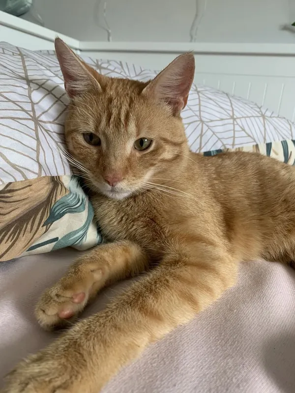 Znaleziono kota, Gdańsk, 25 czerwca 2022 (2/4)