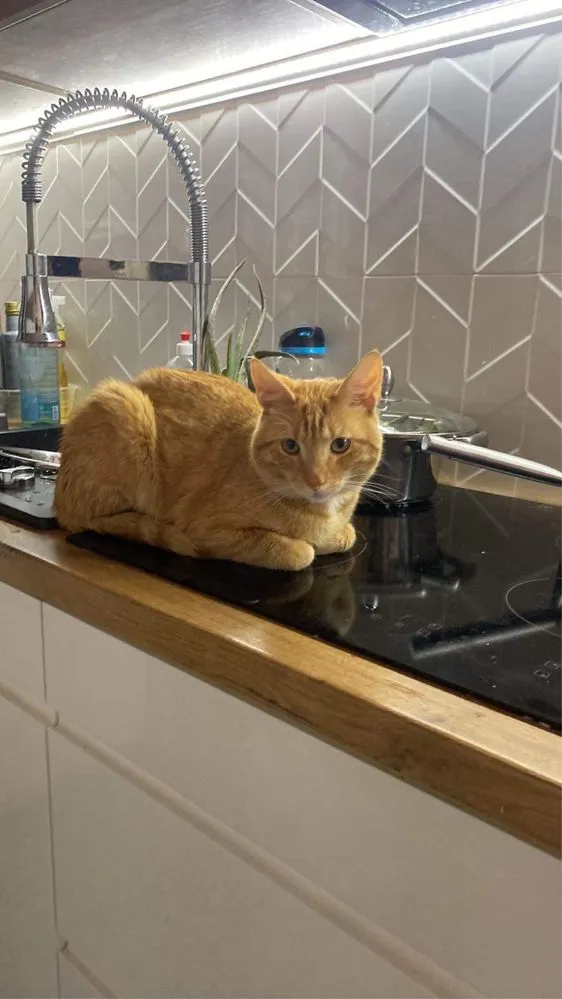 Znaleziono kota, Gdańsk, 25 czerwca 2022 (3/4)