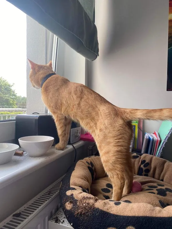 Znaleziono kota, Gdańsk, 25 czerwca 2022 (4/4)