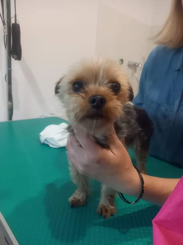 Znaleziono psa, Giżycko, 25 czerwca 2022 (1/2)