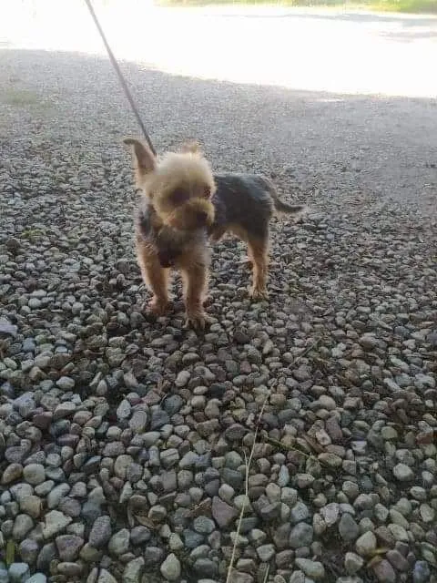 Znaleziono psa, Giżycko, 25 czerwca 2022 (2/2)