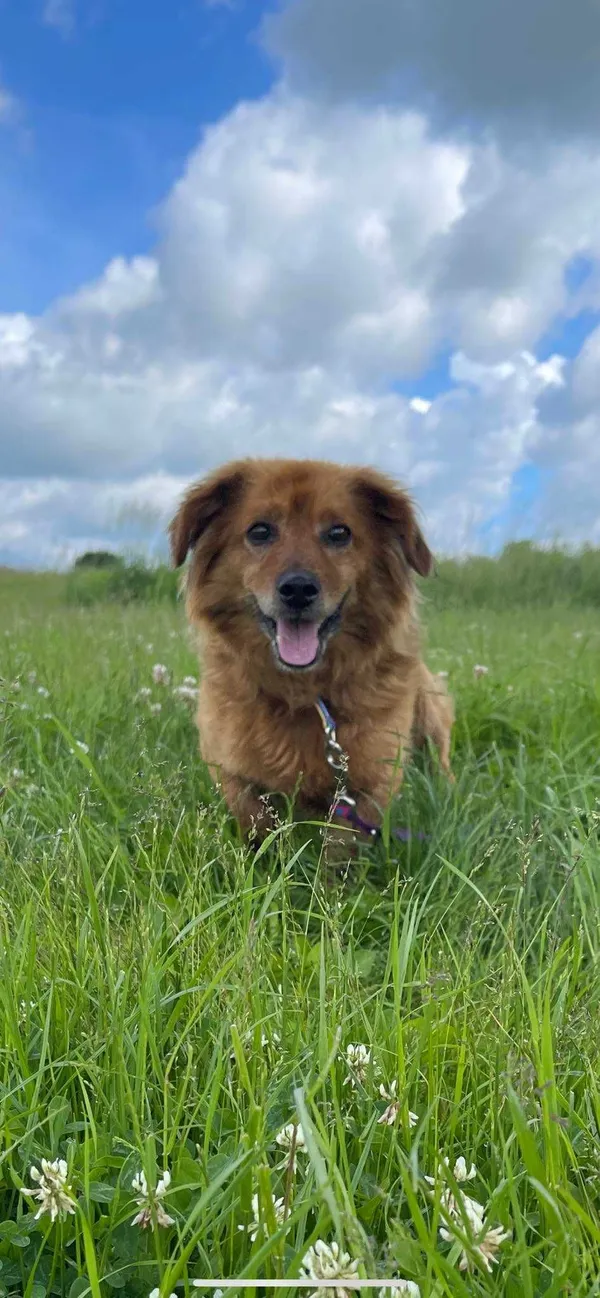 Znaleziono psa, Miedźno, 14 czerwca 2022