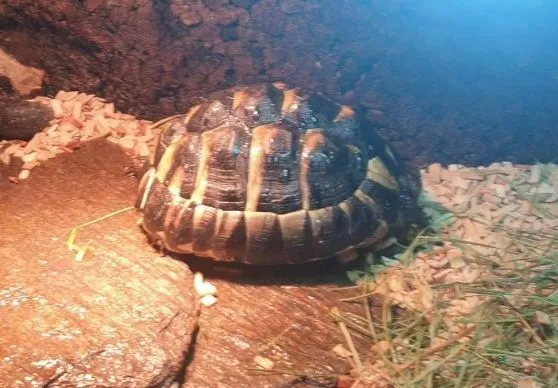 Zagineło zwierzę, Jelenia Góra, 30 czerwca 2022