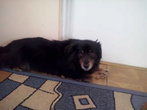 Zaginął pies, Malenie, 28 czerwca 2022 (2/2)