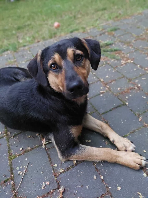 Znaleziono psa, Kozy, 13 lipca 2022 (1/2)