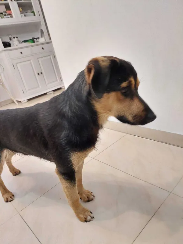 Znaleziono psa, Kozy, 13 lipca 2022 (2/2)