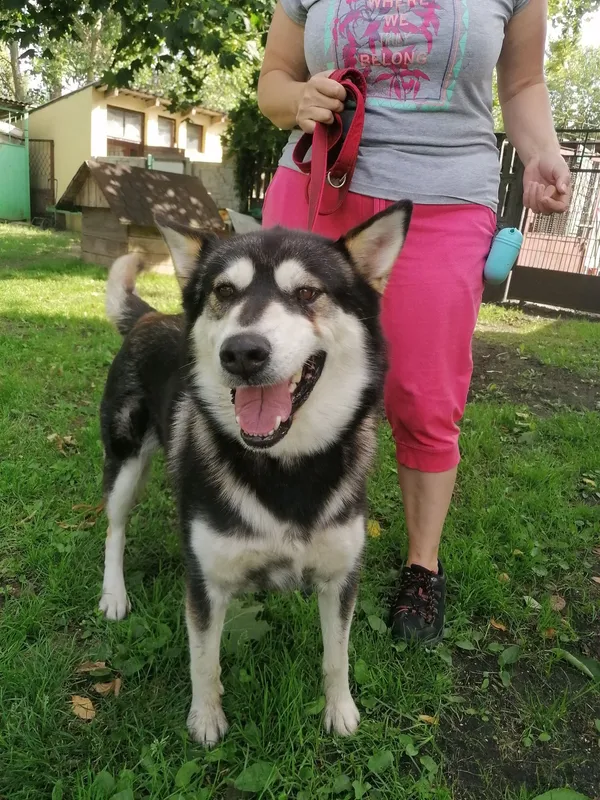 Znaleziono psa, Kozienice, 13 lipca 2022