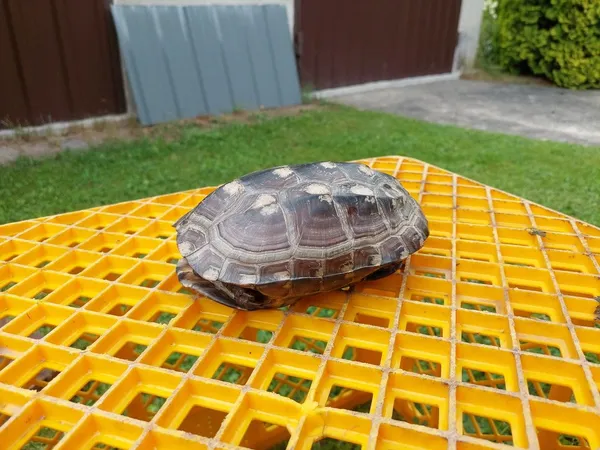 Znaleziono zwierzę, Zagórze, 12 lipca 2022 (3/5)