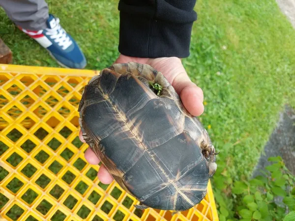 Znaleziono zwierzę, Zagórze, 12 lipca 2022 (5/5)