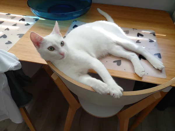 Zaginął kot, Lubin, 6 lipca 2022