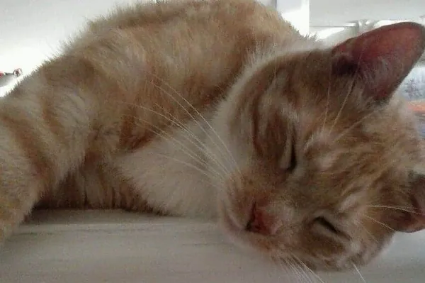 Zaginął kot, Bobolice, 1 lipca 2020 (4/4)