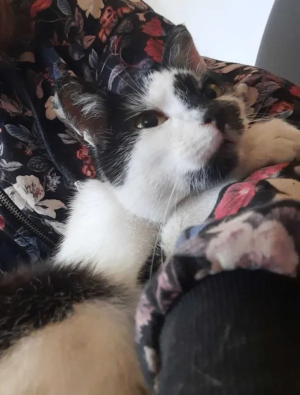 Znaleziono kota, Jastrzębie-Zdrój, 12 lipca 2022 (1/4)