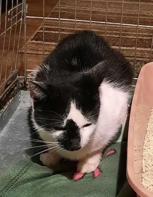 Znaleziono kota, Jastrzębie-Zdrój, 12 lipca 2022 (2/4)