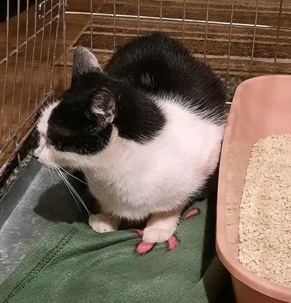 Znaleziono kota, Jastrzębie-Zdrój, 12 lipca 2022 (3/4)