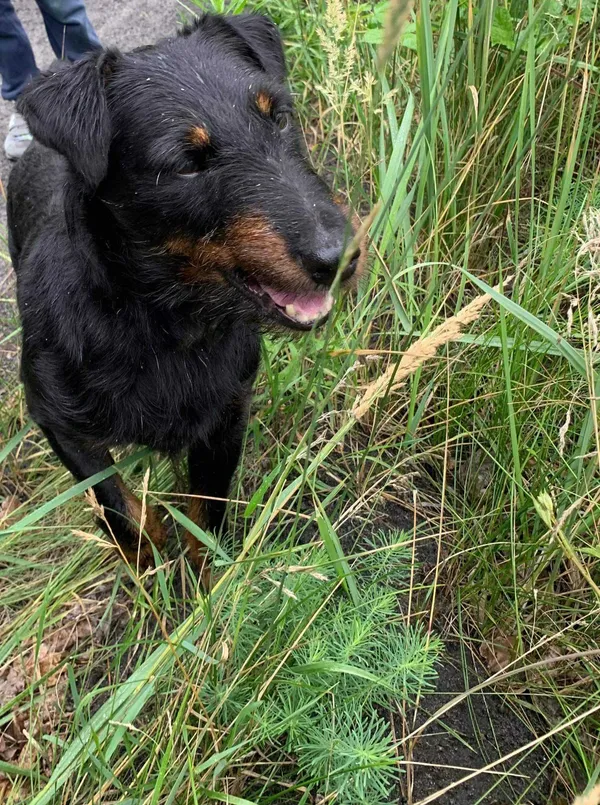 Znaleziono psa, Kozienice, 12 lipca 2022 (2/2)