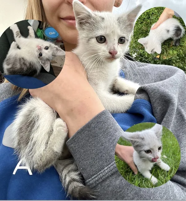 Znaleziono kota, Górno-Parcele, 12 lipca 2022 (1/3)