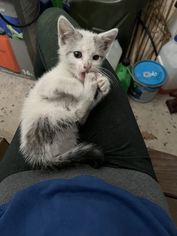 Znaleziono kota, Górno-Parcele, 12 lipca 2022 (3/3)