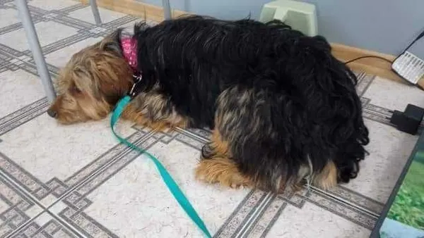 Znaleziono psa, Maków Mazowiecki, 10 lipca 2022 (1/7)