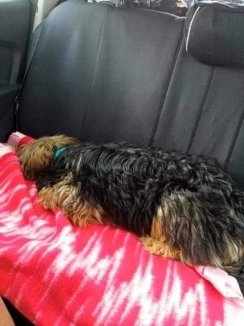 Znaleziono psa, Maków Mazowiecki, 10 lipca 2022 (2/7)