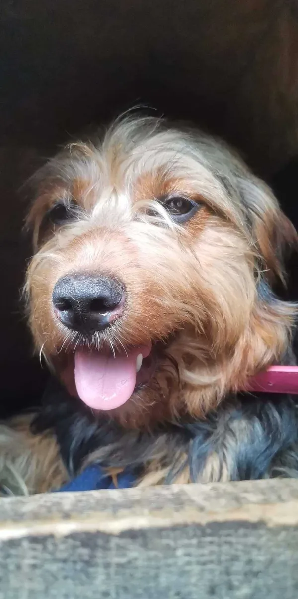 Znaleziono psa, Maków Mazowiecki, 10 lipca 2022 (3/7)