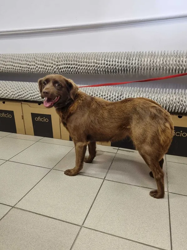 Znaleziono psa, Kościerzyna, 1 lipca 2022