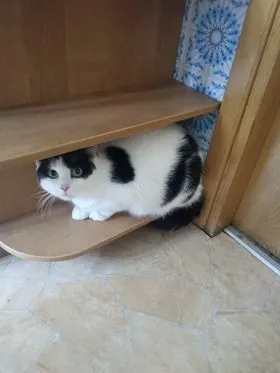 Znaleziono kota, Białystok, 7 lipca 2022