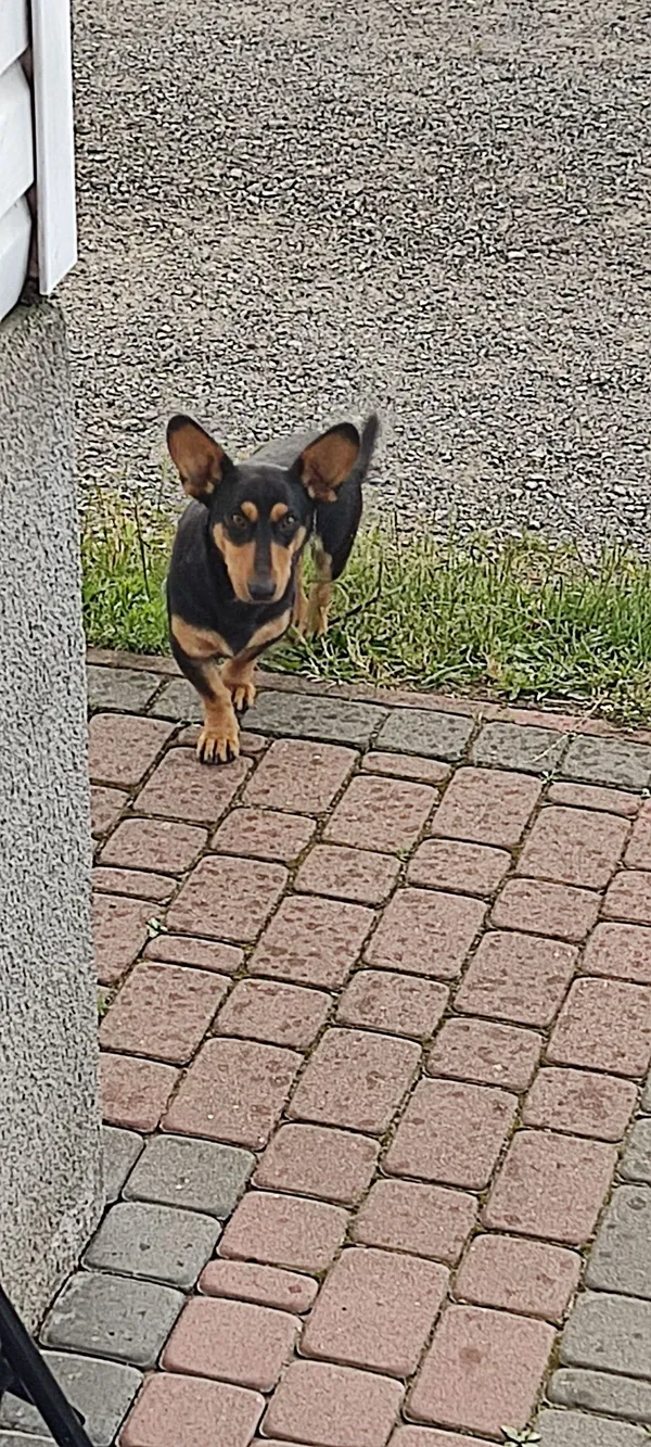 Znaleziono psa, Wrzosów, 13 lipca 2022 (1/5)