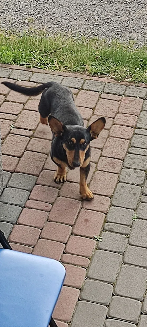 Znaleziono psa, Wrzosów, 13 lipca 2022 (2/5)