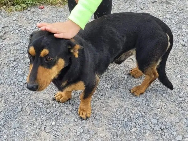 Znaleziono psa, Wrzosów, 13 lipca 2022 (3/5)