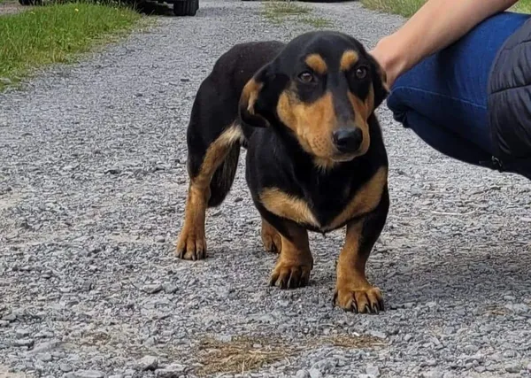 Znaleziono psa, Wrzosów, 13 lipca 2022 (5/5)