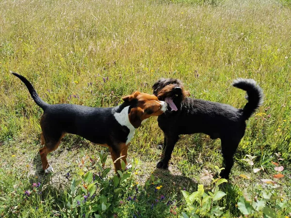 Znaleziono psa, Przyjaźń, 14 lipca 2022 (1/2)