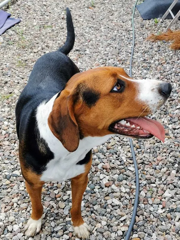 Znaleziono psa, Przyjaźń, 14 lipca 2022 (2/2)