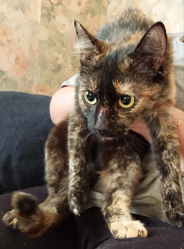 Znaleziono kota, Toruń, 14 lipca 2022