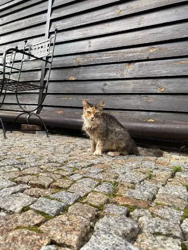 Znaleziono kota, Łódź, 14 lipca 2022 (2/2)