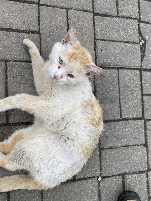 Znaleziono kota, Gdańsk, 29 maja 2022