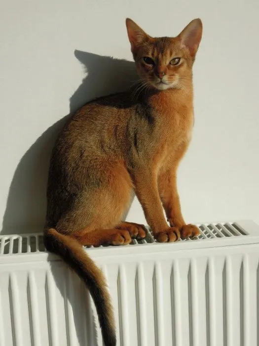 Zaginął kot, Komorniki, 2 września 2018 (2/3)