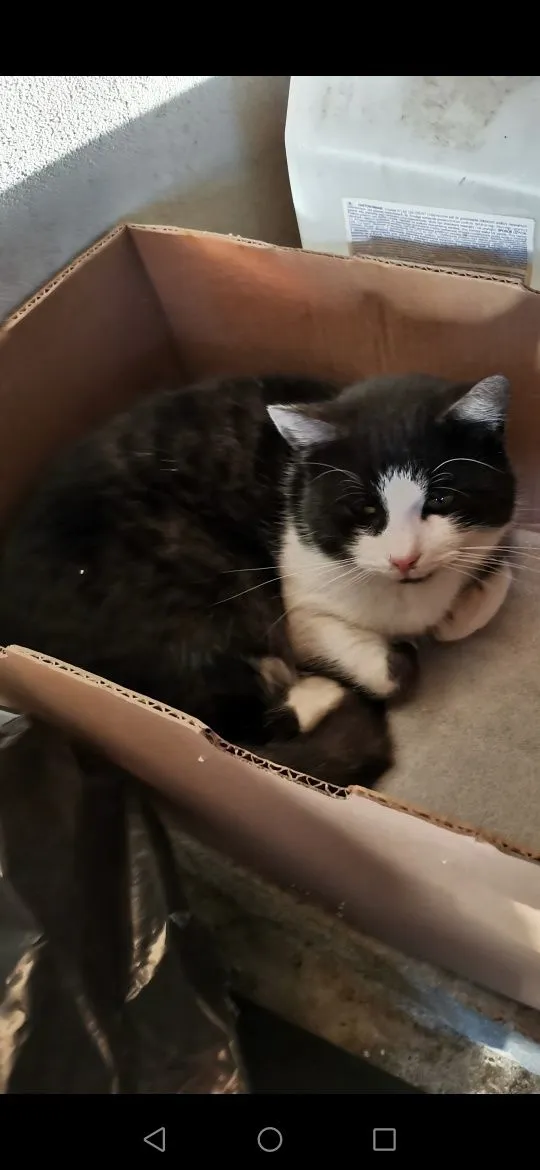 Zaginął kot, Pilzno, 20 marca 2022