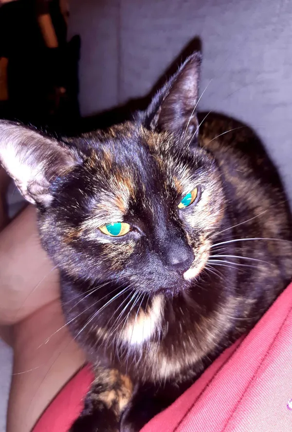 Zaginął kot, Rybnik, 10 września 2021 (3/7)