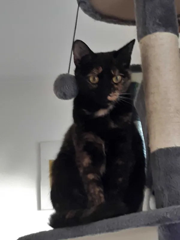 Zaginął kot, Rybnik, 10 września 2021 (4/7)