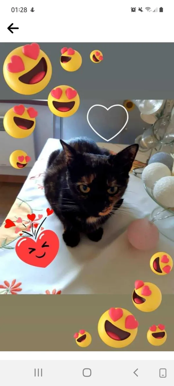 Zaginął kot, Rybnik, 10 września 2021 (5/7)